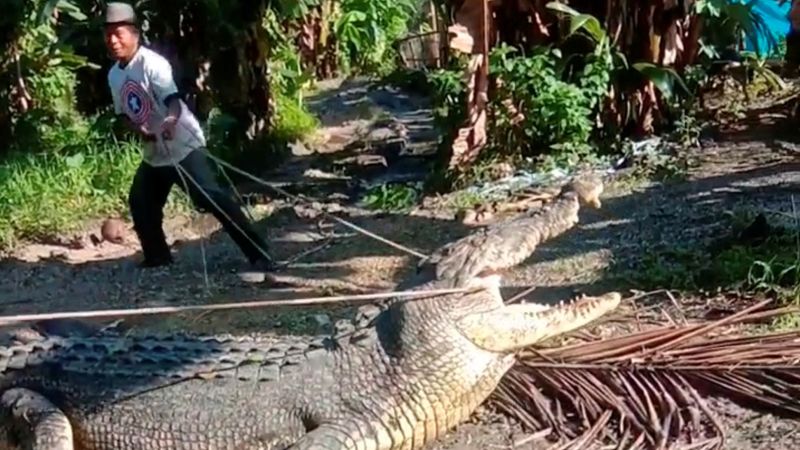 Indonesian who caught 14-foot crocodile with rope: 'I had to take a chance'