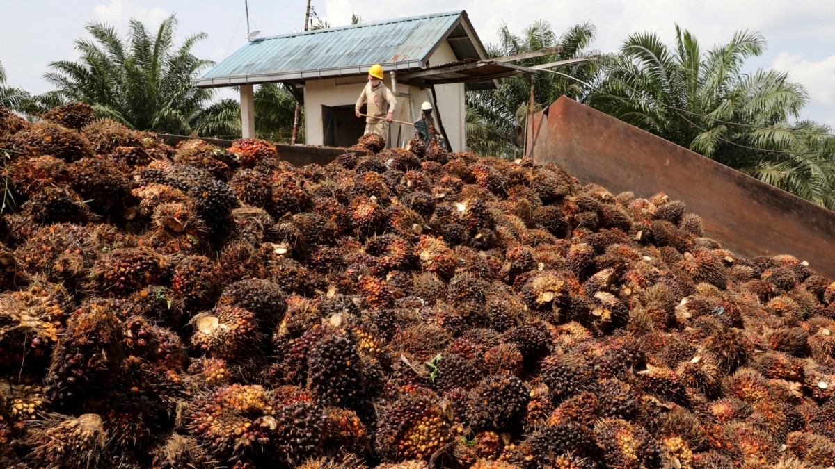 Indonesia's Policy Gives Malaysia Edge in Palm Oil Export