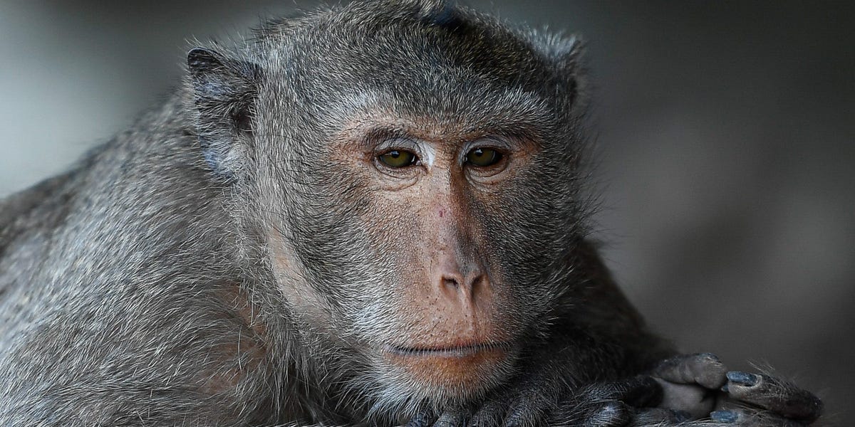 Monkeys in Indonesia Use Stones As Sex Toys, Study Suggests