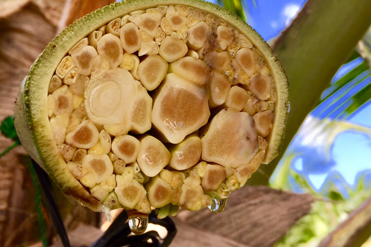 Why Unilever is introducing ‘mini’ coconut trees to safeguard supply