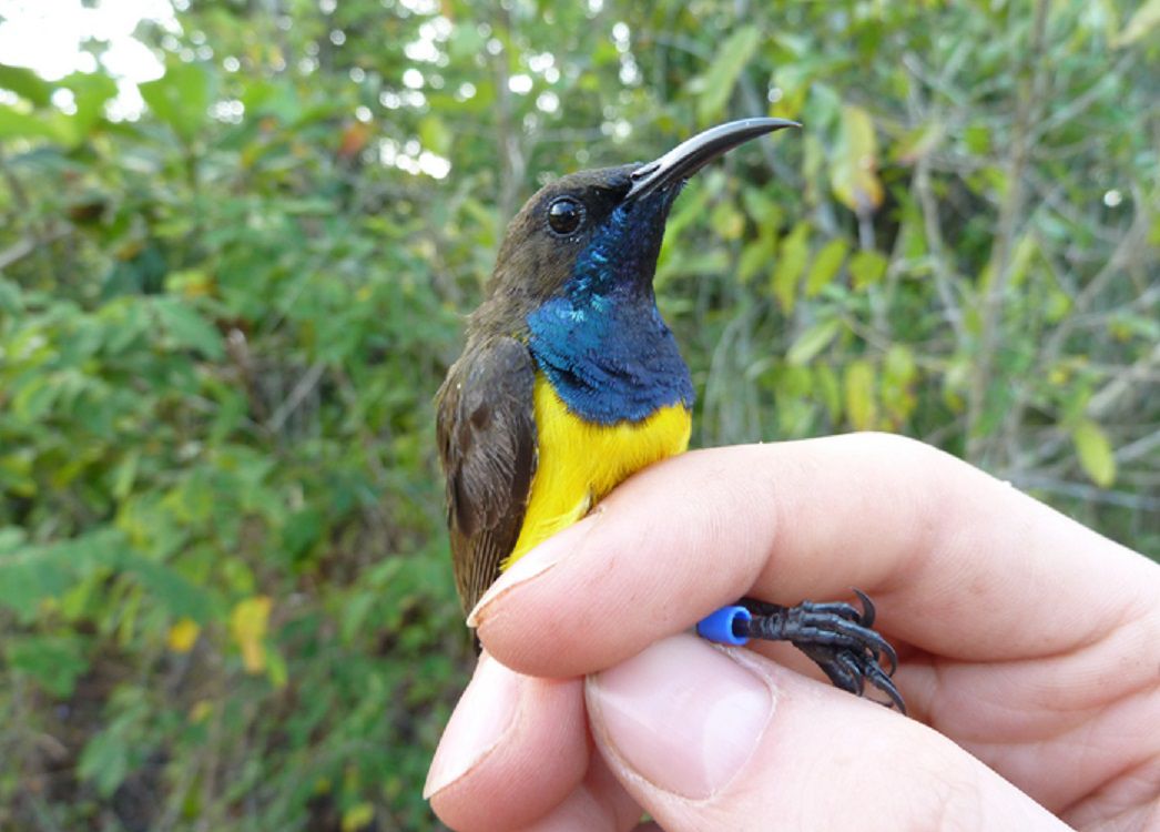 Colorful New Sunbirds Discovered in Indonesia