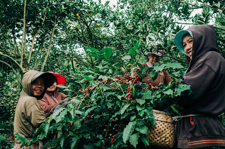 'Bali Coffee Origin's New Wave': A book for connoisseurs and conversations