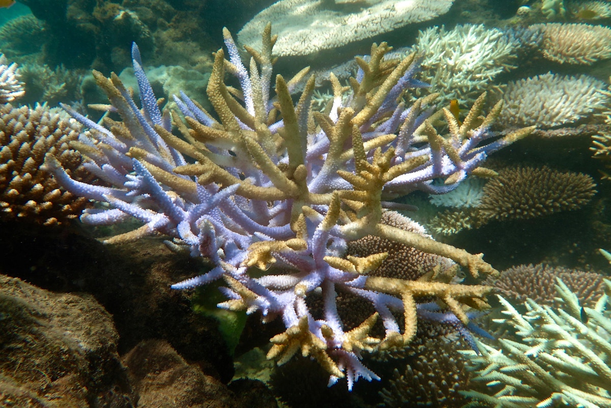 Ecologists concerned about Asia's coral health as yellow-band disease wipes out Thailand's reefs | News | Eco-Business