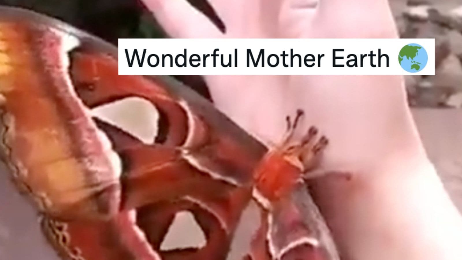 Twitter User Uploads Video of an Atlas Moth And the Internet is Mesmerised By Its Beauty