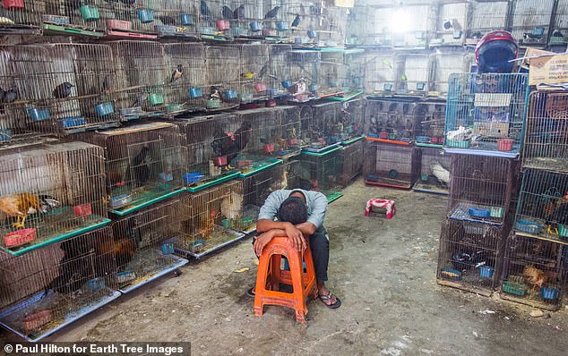 In the crowded street markets of Indonesia, myriad wild birds with brilliant plumage are displayed for sale