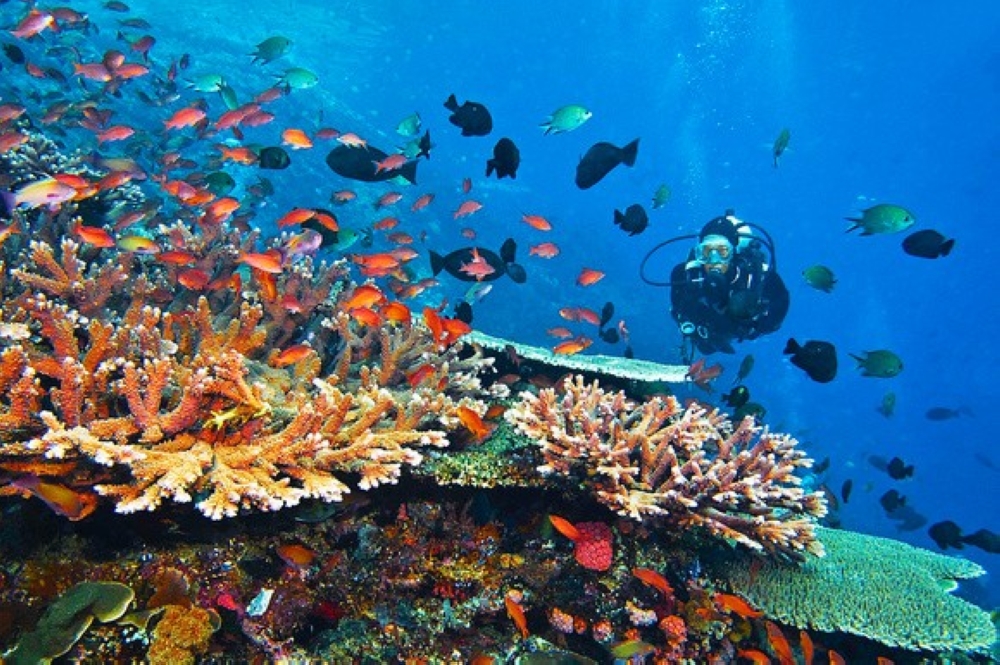 A glimpse of underwater life of Bunaken Sea Garden in Manado, Indonesia