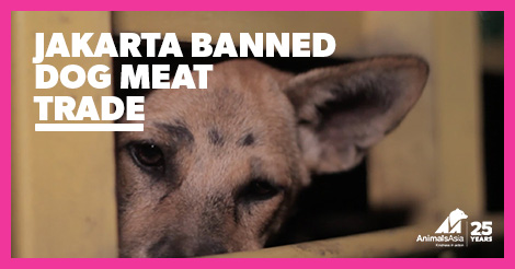 Stars celebrate victory as Jakarta bans the trade that kills 340 dogs a day in the city