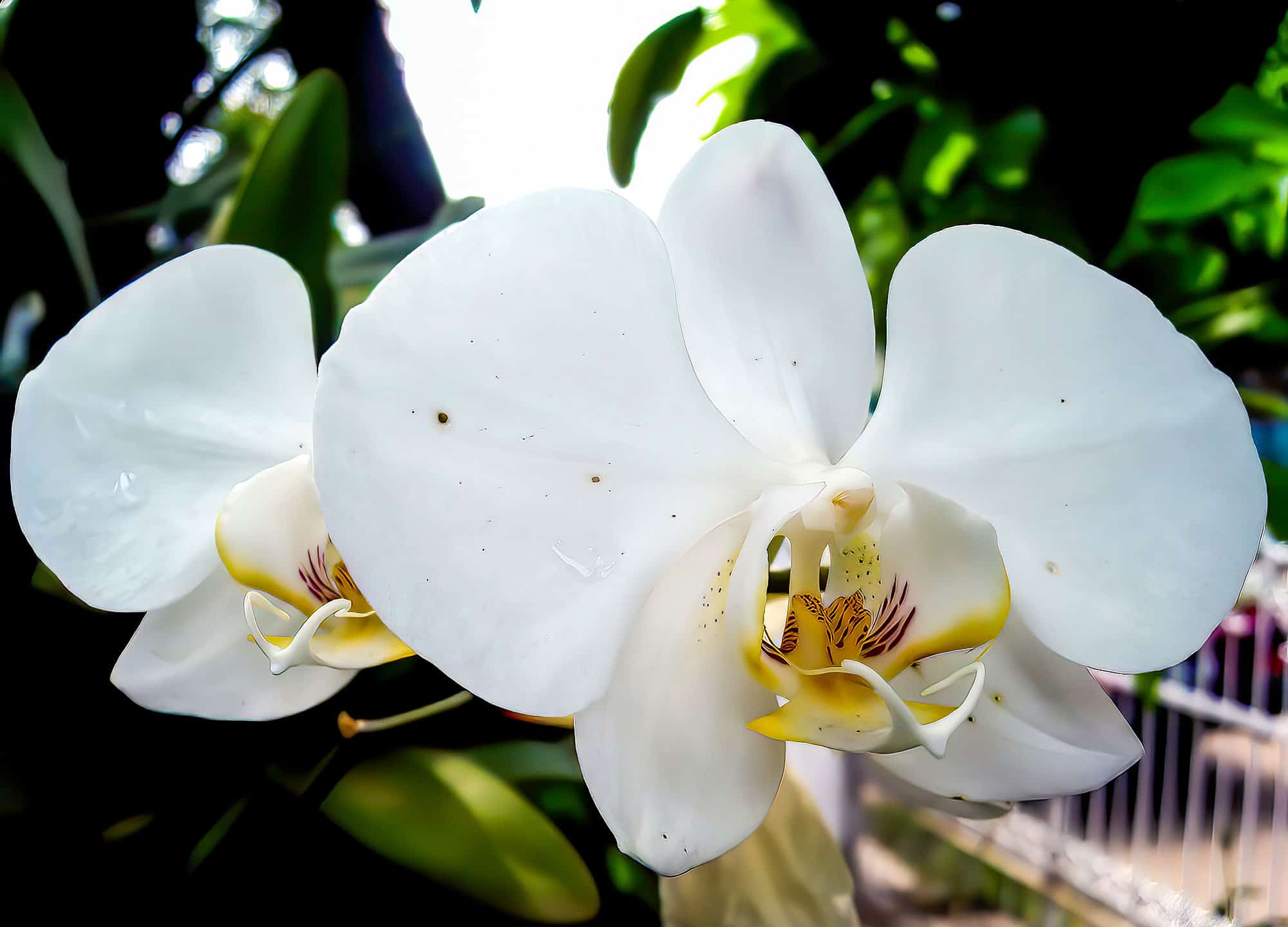 Discover the National Flower of Indonesia: Moon Orchid