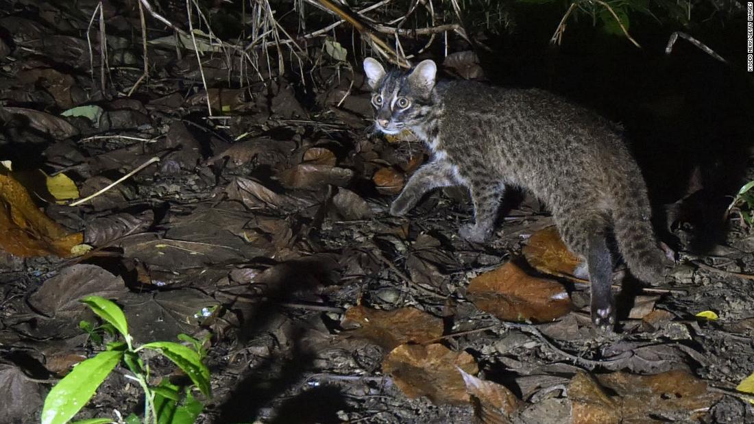 Iriomote, Okinawa: Japanese island to impose tourism cap to protect native wild cat