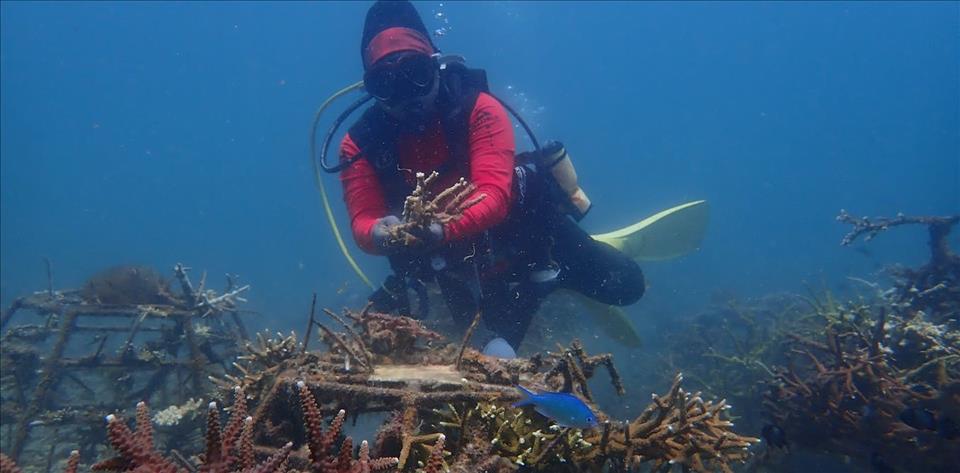 How Local Communities In Indonesia's Gili Islands Are Restoring Coral Ecosystems Amid Rising Sea Temperatures