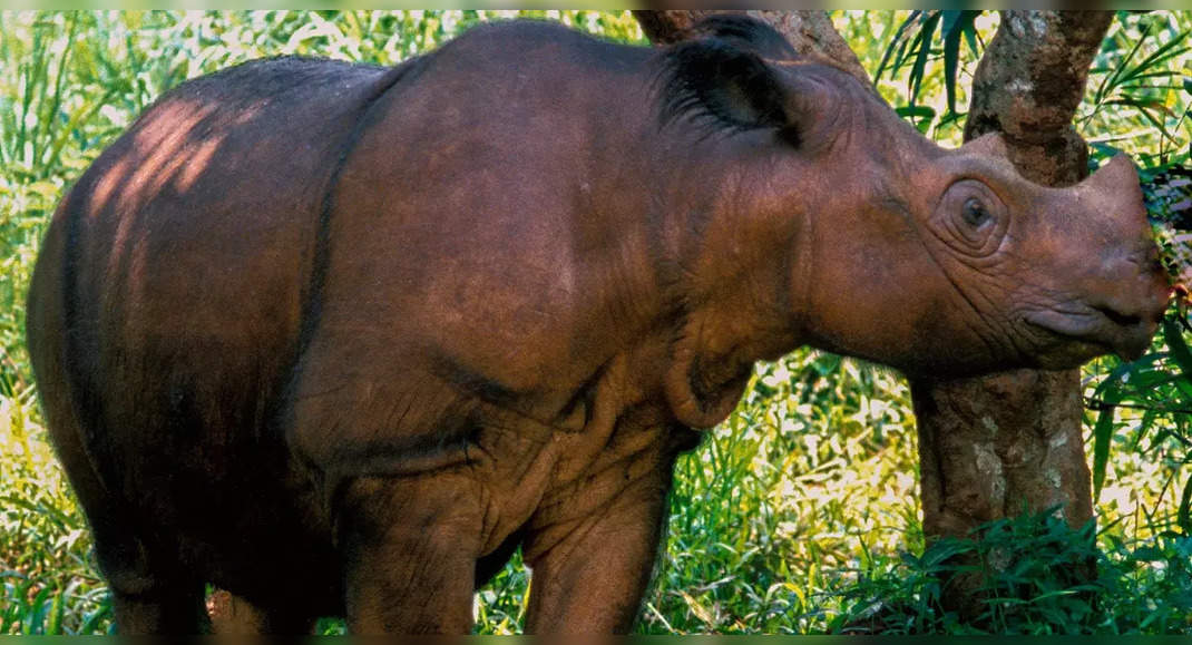 Indonesia: Critically Endangered Sumatran Rhino gets a new ray of hope, Indonesia