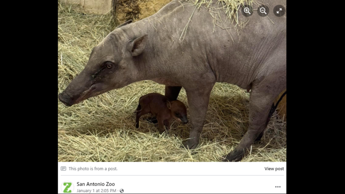 ‘Ugly’ and rare baby creature born at Texas zoo, photos show. What’s a babirusa?