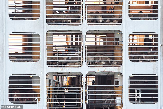 More than 100 Australian cattle have died on board a live export ship headed to Indonesia