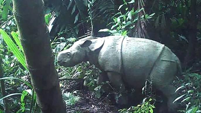 Rare Javan Rhino Calf Spotted in Indonesia