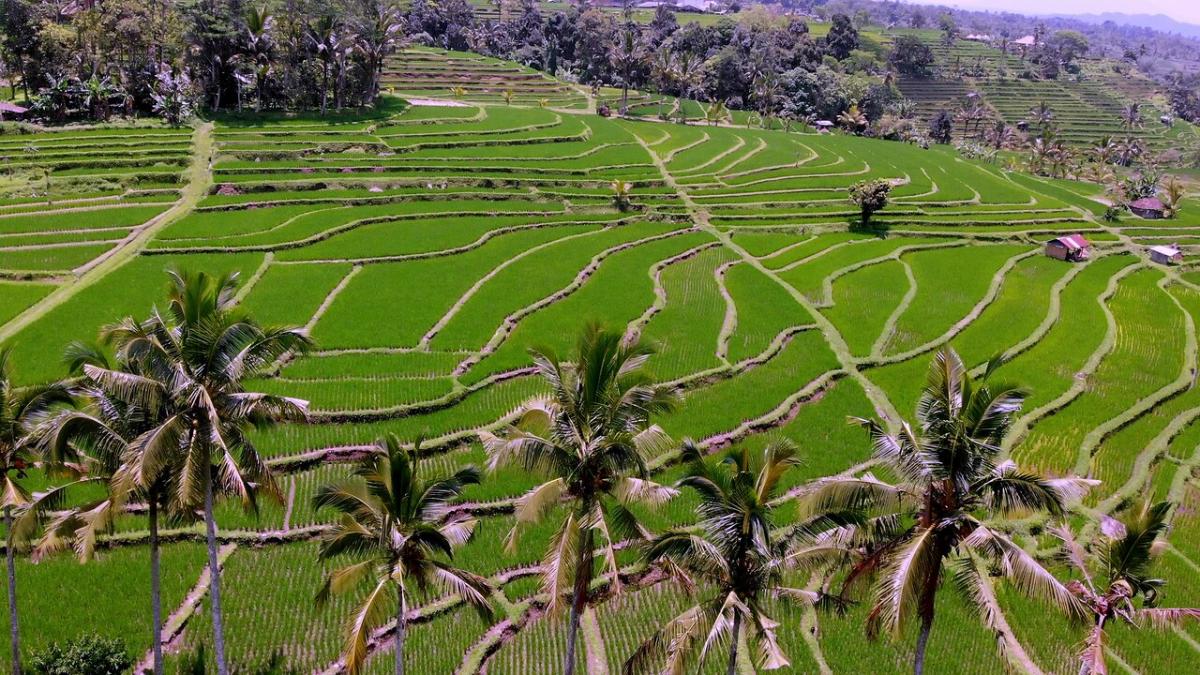 The Absolute Beauty of Indonesian Rice Fields From the Air