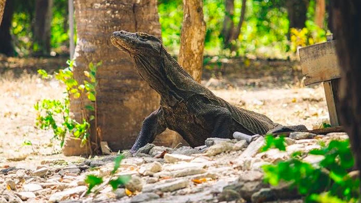 Explore the Untamed Wilderness of Komodo Island