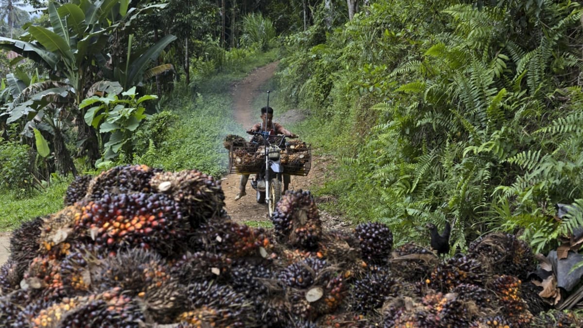 'Blessing in disguise': Indonesia's president-elect Prabowo says EU palm oil ban will benefit his country