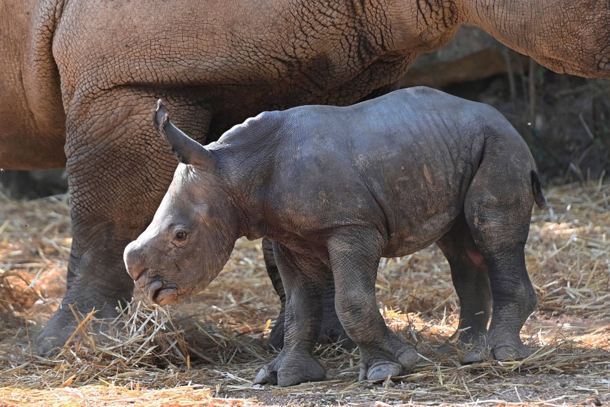 Indonesia Arrests Man for Selling Rhino Horn Via Social Media