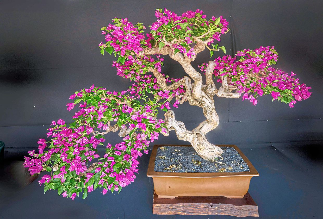 Scaling bonsai heights | The Star