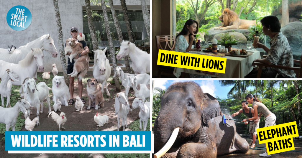 Wildlife Resorts In Bali Including Villas & Lodges (2024)