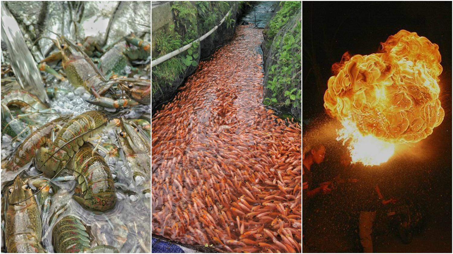 Indonesian Fish Farmer Captures the Beauty of Aquaculture in Photos